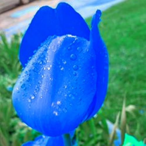 Tulipano Bulbi, Naturali, Vitali -Robusti, Compatti, Freschi-4 Bulbi-J