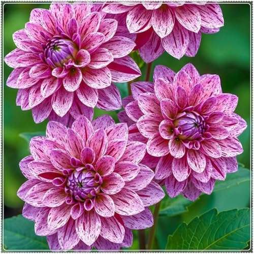 Rizomas de Dalia, Dalias Perennes, Dalia Fáciles de Cultivar, Todas Prosperan en el Jardín.-4 Rizomas-h