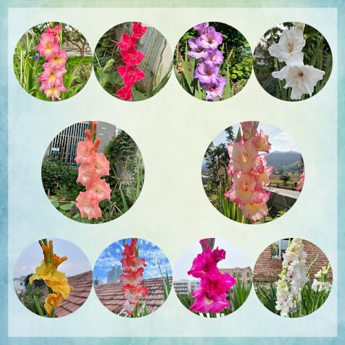 30 pcs gladiolen zwiebeln mix, Gladiolus, winterharte pflanzen für garten, balkonblumen gladiolen knollen frühlingsblüher zwiebeln, seltene pflanzen garten blumen, zwiebelblumen blumen