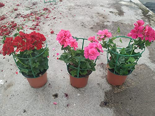 Geranio Gitanilla Pelargonium Peltatum Pack 3 Plantas Naturales para Exterior