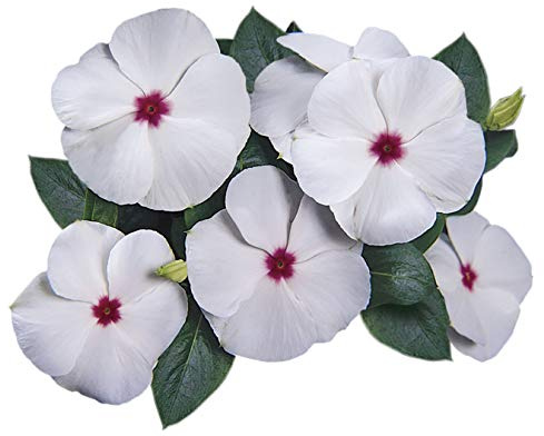 Park Seed Vinca Flower Plant Seeds, Easy to Grow, Perfect for Spring Garden, Pacifica Polka Dot Hybrid, Pack of 50