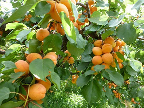 PLAT FIRM KEIM SEEDS: Manchurian Aprikosenbaum Seeds - Zonen 3-8 GenieÃƒŸbare FrÃƒ¼chte - 10 Samen