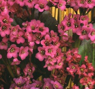 Bergenia cordifolia Winterglut (Winter Glow) 1,000 Seeds