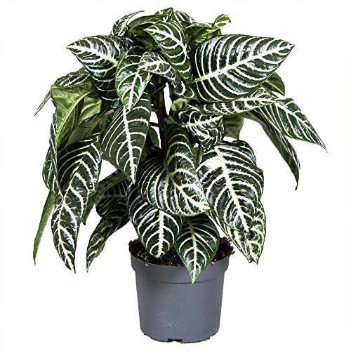 Aphelandra squarrosa Green Zebra Plant for Home or Office (25-35cm with Pot)