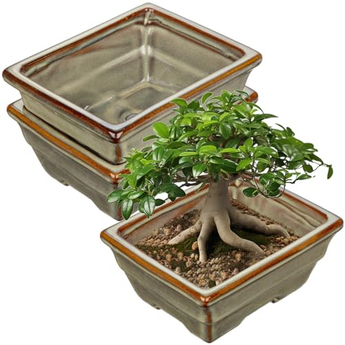 Oairse Lot de 2 pots de fleurs peu profonds pour bonsaïs vivants, 16 cm, pot en céramique pour intérieur/extérieur avec trou de drainage, pot marron