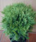 Kugel Lebensbaum Thuja occidentalis Danica 20-25 cm breit im 2 Liter Pflanzcontainer