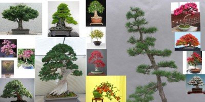 Bonsai Samen, Samen für Bonsai-Bäumchen im Set, Nadelbäume/Laubbäume/blühende Pflanzen – 10 Päckchen, 100 Samen