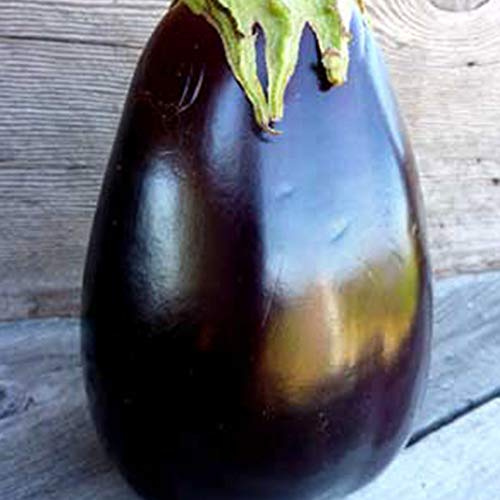 Odyssey F1 Hybrid Eggplant - 250 mg ~55 Seeds - Non-GMO, Hybrid F1 - Farm & Garden Vegetable Seeds - Egg Plant/Aubergine