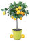 Meine Orangerie Meyer-Zitrone - echte Zitruspflanze - veredelter Zitronenbaum im 6 Liter Topf - Citrus limon 'meyeri' - Meyer Lemon - Fruchtreife Zitronen Pflanze in Gärtnerqualität
