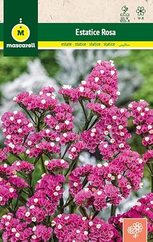 Mascarell Semillas, ESTATICE ROSA, Semillas Flores Exterior para Decoración, 0,4 Gramos