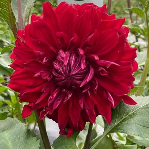 Dahlia Bulbs Mix for Planting Now UK/Cut Flowers/Greening Flower/Strong Plants That Grow Well/Good for Containers/Natural Organic/Wedding Flowers.-2bulbs-A
