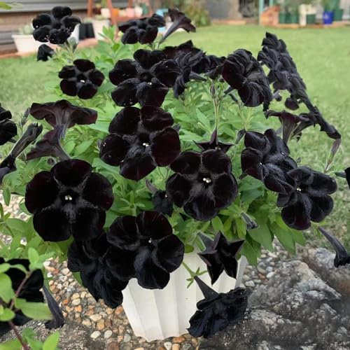 petunias - petunias colgantes resistentes en macetas al aire libre semillas de petunia de balcón cortadas colgantes interior silvestres, macizo 700semillas