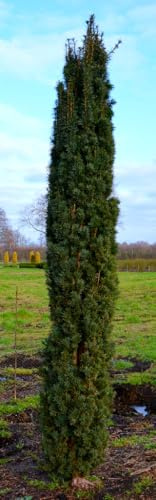 Säuleneibe grün Taxus baccata Fastigiata Robusta 70-80 cm mit Ballen