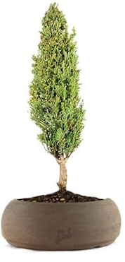 Cipresso Bonsai, Altezza 43 cm, Pianta Vera, Pianta da Interno, Vaso Artigianale in Terracotta - Marrone