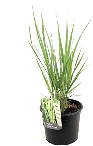 Plant in a Box - Panicum virgatum 'Northwind' - Ziergras - Topf 23cm - Höhe 40-60cm