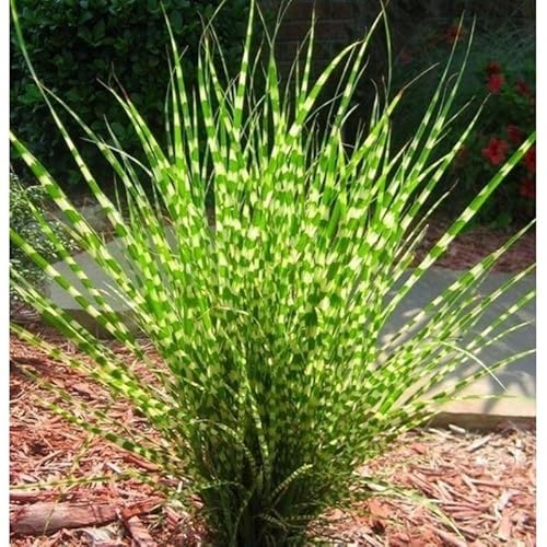 Yellow Gold Ornamental Grasses Live Plants Perennial, Maiden Grass Perennial, Live Miscanthus Grass Plant, 5 to 10 Inc Tall