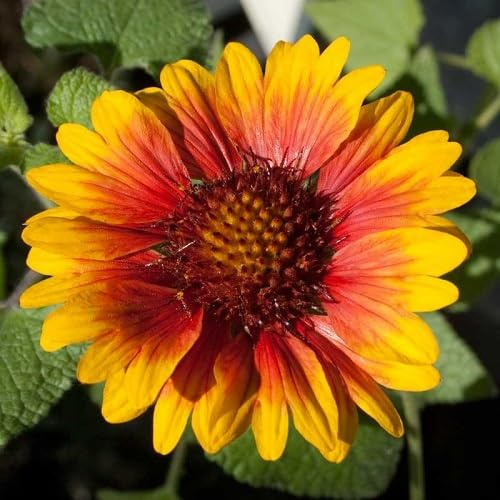 100 semi di fiori di Gaillardia giallo arancione