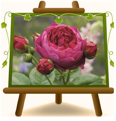EURO PLANTS VIVAI Rose Nostalgiche Ascot Vaso 19x19 cm - Età 3 Anni