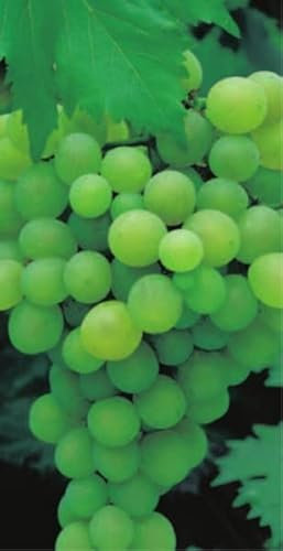 Vitis vinifera Lakemont - kernlose weiße Weinrebe - Tafeltraube pilztolerant veredelt -