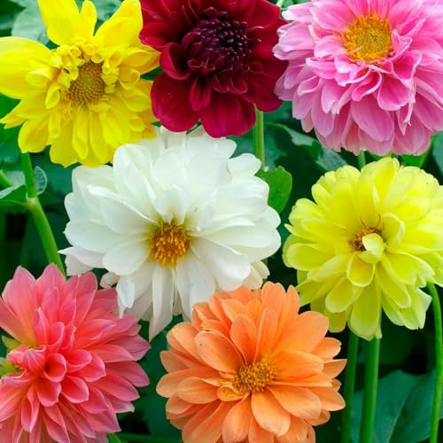 Dahlia Bulbs – Giant Flowers – Easy to Grow for Vibrant Summer & Fall Displays-2 Bulbs-J