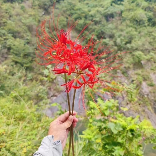 8 pz Lycoris Radiata - Cipolla Fiore Sanguigno Decorazione Soggiorno Pianta Bulbi a fioritura primaverile bulbi di giglio di ragno, Piante da balcone per erbe aromatiche resistenti