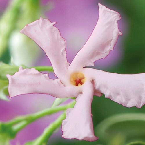 Sternjasmin Rosa - Stern von Sizilien - Toskanischer Sternjasmin - Kletterpflanzen winterhart - Immergrüner Duftjasmin - 1,5 L Topf - Winterharter Jasmin - ClematisOnline - Wachstum bis zu 400 cm Höhe