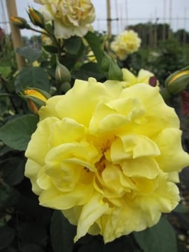 Kletterrose Golden Gate® - Rosa Golden Gate® - goldgelb - ADR-Rose - Kordes-Rose