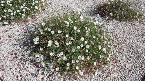 Erigeron karvinskianus 'Blütenmeer' / Pâquerette des murailles/Conteneur de 1.5 à 2.9 litres/Vivace