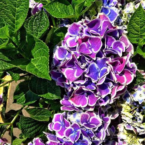Los bulbos de hortensia, con inflorescencias esféricas y colores ricos y variados, añaden un toque de color brillante al jardín.-2bulbos-D