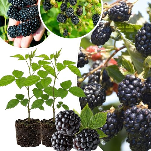 Pack 2 Thornless BlackBerry Plants Live, 4-8 Inch Tall, BlackBerry Bush Live Plant, Sweet Blackberries Fruit Indoor Outdoor (Navaho BlackBerry)