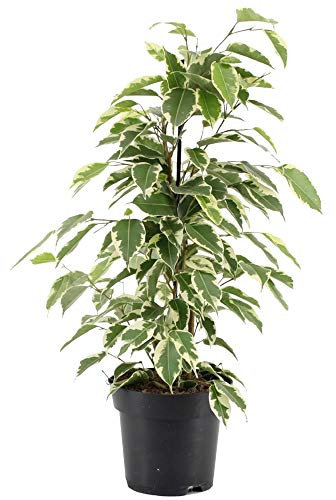 Ficus Starlight - Variegated Weeping Fig - Indoor Houseplant for Home or Office - Potted Plants for Small and Large Spaces - Green and White Foliage Leaves (70-80cm Incl. Pot)