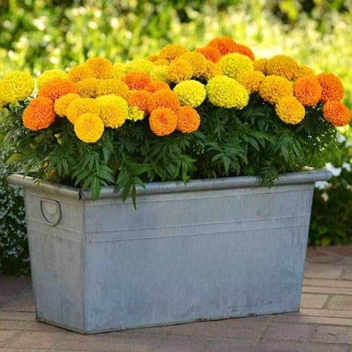 African Marigold Sierra Mix -300 Seeds (Tagetes erecta) + Plant tag + Freebie