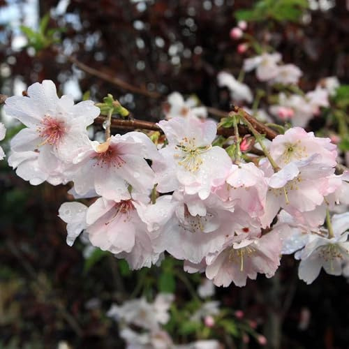 Vivai le Georgiche - Pianta vera di Prunus x subhirtella Autumnalis Rosea Ciliegio giapponese, Ciliegio da fiore - vaso Ø 24 cm - altezza alla vendita 180-200 cm