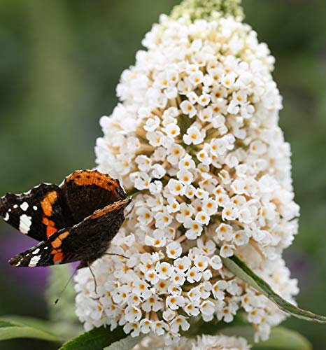 Sommerflieder White Profusion 40-60cm - Buddleja