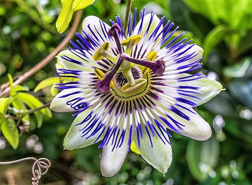 20 Semillas de Maracuyá (Passiflora edulis) – Fruta Tropical Dulce - Fácil Cultivo - Ideal para Huerto y Jardín