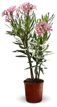 Attitude Jardin - alloro rosa - nerium oleander - 50-60 cm - ⌀ 22 cm - pianta da esterno - fiore rosa
