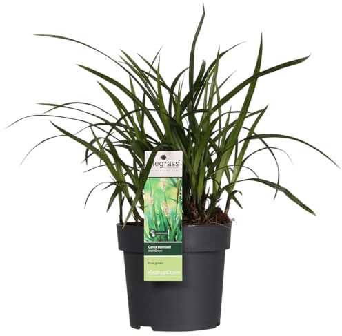 Carex morrowii 'Irish Green' – Hierba ornamental de hoja perenne – Ø19 cm 40 cm – Planta de jardín robusta para sol y sombra