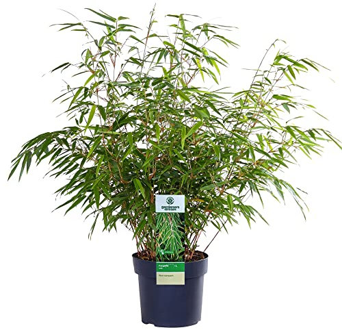Fargesia Rufa - Hardy Red Panda Bamboo, Non-Invasive Garden Plant Clumping Variety, Year-Round Beauty, Perfect for Screening and UK Climate (14cm Pot, 40-50cm)