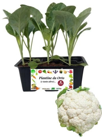 P. Piantine da Orto | Cavolfiore Tardivo, Pianta da Orto o Balcone Pronta al Trapianto, Kit da 6 Piantine, Pianta Vera da Esterno, Vivaio Italiano