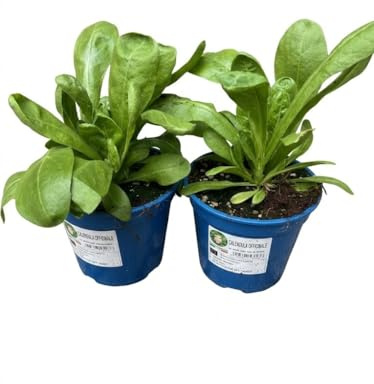Calendula Officinale su vaso cm 14, 2 piante MODIPITRE