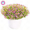 8: 50 Stuck Bonsai-Blumen, sehr duftende Babysbreath-, Zimmerpflanzen, schöne weiße Zierblume für den Hausgarten 8:Seeds Only