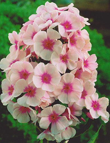 Hoher Phlox paniculata Bright Eyes Flammenblume1 Wurzelstück Winterhart Staude