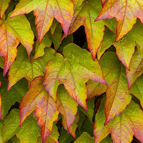 GardenersDream Parthenocissus Veitchii - Vigne Vierge Auto-Agrippante Résistante au Froid - Plante Grimpante Compacte - Plante Extérieur pour Façades