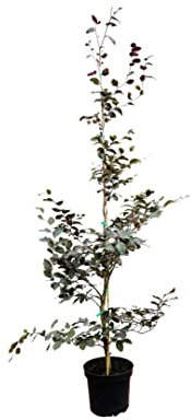 Fagus sylvatica 'Purpurea' 125-150 cm - Blutbuche, purpurrote Blätter, ideal als Solitärbaum, winterhart, pflegeleicht