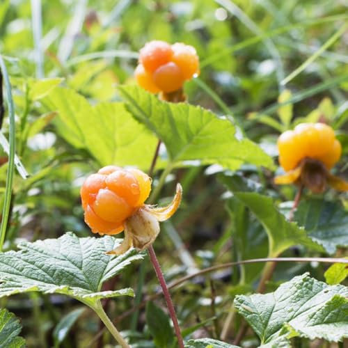 moltebeeren samen - rubus chamaemorus - bio saatgut, alte sorten saatgut, hecken sträucher moltebeeren pflanzen samen obstsamen, winterfeste pflanzen für balkon obstbäume, winterharte 50pcs