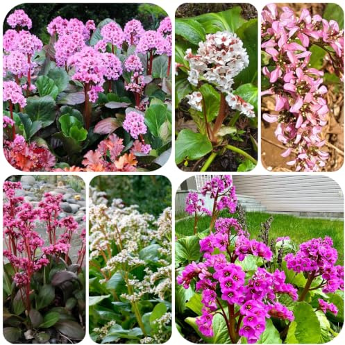 semillas de bergenia - decoraciones resistentes el jardín en 200pcs