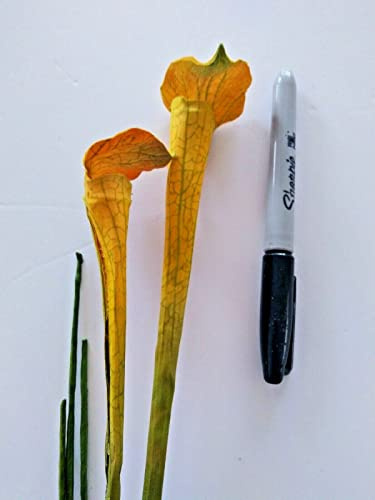 21 Mini Yellow Pitcher Plant Stems. Silk Flower Floral Arrangements.