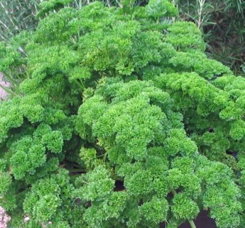 PREZZEMOLO seme, Moss arricciata, Erbstück, organico, Non OGM, 500 semi, SEMI DI PREZZEMOLO