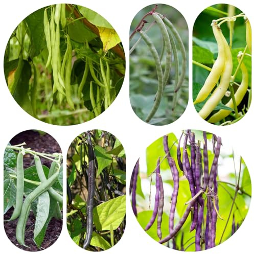 semillas de frijol de enrame orgánico - jardín balcón, exterior interior, raras 25pcs