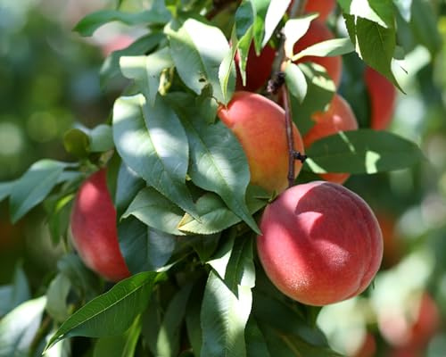 Florida Glo Peach Tree - Low Chill Hours - Self Pollinating Live Fruit Plant Shipped 2 to 3 Feet Tall by DAS Farms
